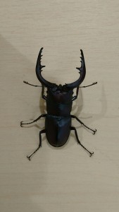 1クワガタ