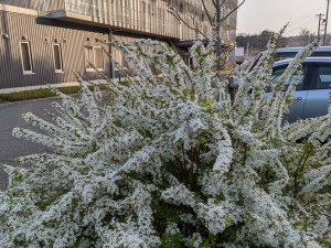 PXL_20220406_080917971.MP (004)