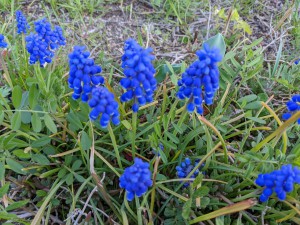 PXL_20220408_081301700.MP (002)