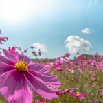 4808918088850791523.136e4510722d466c8663b8dc01145f37.22102323 (002)