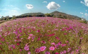 4808918088850791523.35c708e374a043f7ad23bc8a8263d0f2.22102323