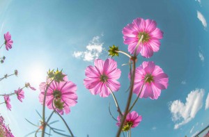 4808918088850791523.df1a394884de4f328a010e9393697cfe.22102323 (002)