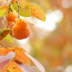 柿紅葉-2