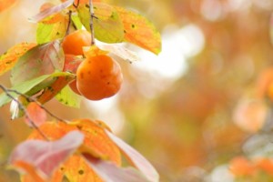 柿紅葉-2