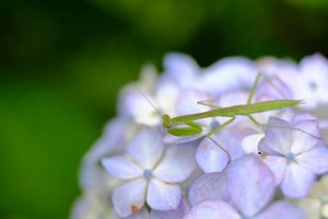 14551481443_5546dc78ca_n